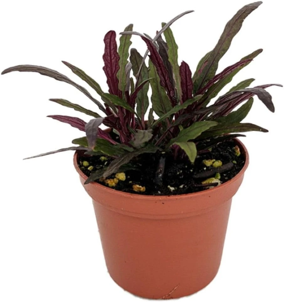 Dragon's Tongue Hemigraphis Live Plant - 2.5" Pot - Indoor Houseplant - Image 1