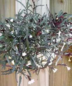 Dragon's Tongue Plant - Hemigraphis Live Plant - 3.7" Pot - Indoor Foliage - Image 2