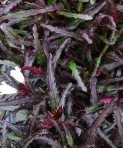 Dragon's Tongue Plant - Hemigraphis Live Plant - 3.7
