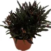 Dragon's Tongue Plant - Hemigraphis Live Plant - 3.7" Pot - Indoor Foliage - Image 1