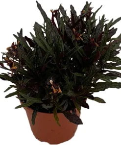 Dragon's Tongue Plant - Hemigraphis Live Plant - 3.7