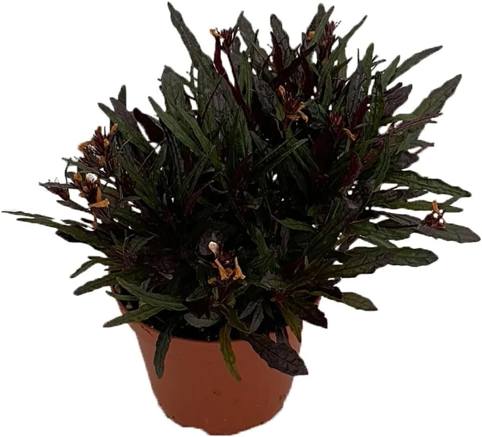 Dragon's Tongue Plant - Hemigraphis Live Plant - 3.7" Pot - Indoor Foliage - Image 1