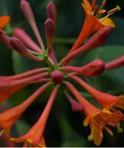 Dropmore Scarlet Honeysuckle Vine Live Plant - Lonicera - 2.5" Pot Outdoor - Image 2
