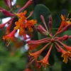 Dropmore Scarlet Honeysuckle Vine Live Plant - Lonicera - 2.5" Pot Outdoor - Image 1