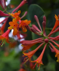 Dropmore Scarlet Honeysuckle Vine Live Plant - Lonicera - 2.5