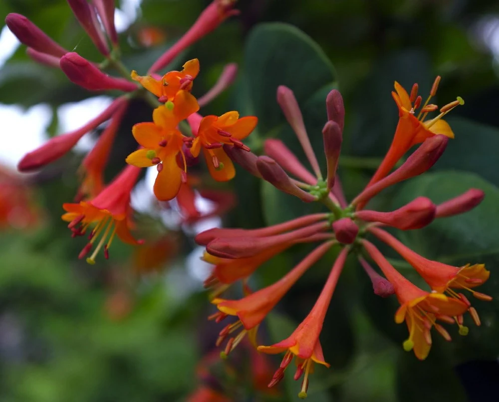 Dropmore Scarlet Honeysuckle Vine Live Plant - Lonicera - 2.5" Pot Outdoor - Image 1