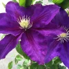 Duchess of Cornwall Clematis Vine - Live Plant, Violet Hues, Fragrant, 2.5" Pot - Image 1