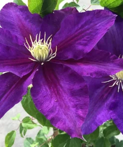 Duchess of Cornwall Clematis Vine - Live Plant, Violet Hues, Fragrant, 2.5" Pot - Image 1