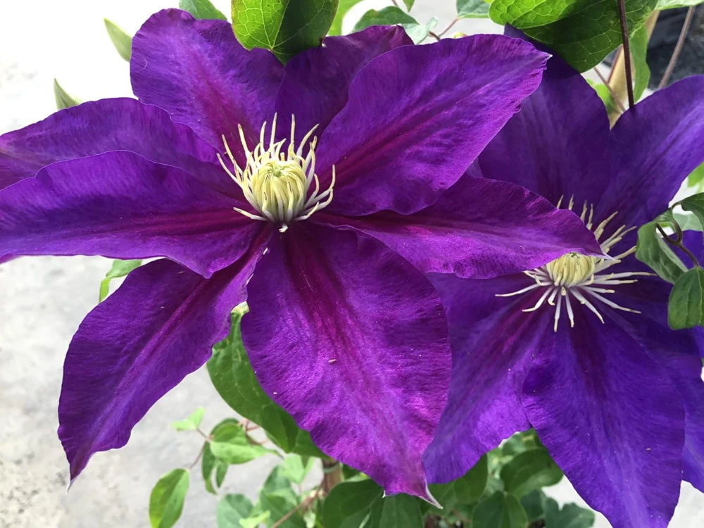 Duchess of Cornwall Clematis Vine - Live Plant, Violet Hues, Fragrant, 2.5" Pot - Image 1