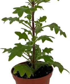 Duck Foot Swedish Ivy Live Plant - Plectranthus - 2.5