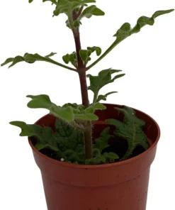 Duck Foot Swedish Ivy Live Plant - Plectranthus - 2.5