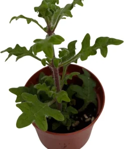 Duck Foot Swedish Ivy Live Plant - Plectranthus - 2.5