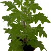 Duck Foot Swedish Ivy Live Plant - Plectranthus - 2.5" Pot - Indoor/Outdoor - Image 1