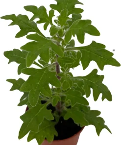 Duck Foot Swedish Ivy Live Plant - Plectranthus - 2.5