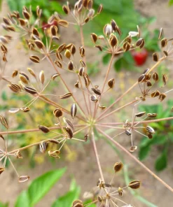 Dukat Dill Seeds - Sweet Heirloom European Herb Vegetable (1500 Seeds) - Image 10