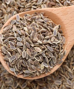 Dukat Dill Seeds - Sweet Heirloom European Herb Vegetable (1500 Seeds) - Image 2