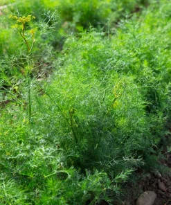 Dukat Dill Seeds - Sweet Heirloom European Herb Vegetable (1500 Seeds) - Image 3