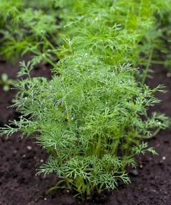 Dukat Dill Seeds - Sweet Heirloom European Herb Vegetable (1500 Seeds) - Image 4