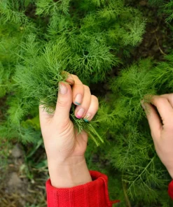 Dukat Dill Seeds - Sweet Heirloom European Herb Vegetable (1500 Seeds) - Image 5