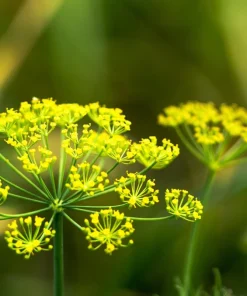 Dukat Dill Seeds - Sweet Heirloom European Herb Vegetable (1500 Seeds) - Image 6