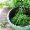 Dukat Dill Seeds - Sweet Heirloom European Herb Vegetable (1500 Seeds) - Image 1