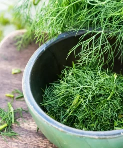 Dukat Dill Seeds - Sweet Heirloom European Herb Vegetable (1500 Seeds) - Image 1