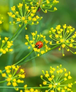 Dukat Dill Seeds - Sweet Heirloom European Herb Vegetable (1500 Seeds) - Image 7