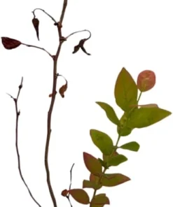 Duke Blueberry Plant - Early Ripening Live Bush - 2.5