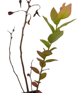 Duke Blueberry Plant - Early Ripening Live Bush - 2.5