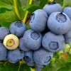Duke Blueberry Plant - Early Ripening Live Bush - 2.5" Pot - Image 1