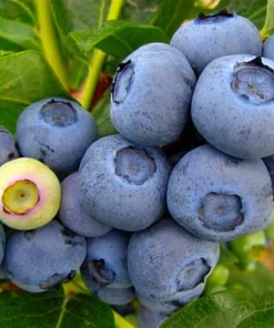 Duke Blueberry Plant - Early Ripening Live Bush - 2.5