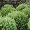 Dwarf Arborvitae Live Plant - Globe Evergreen Shrub, 1 Quart Pot, 6" Tall - Image 1