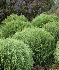 Dwarf Arborvitae Live Plant - Globe Evergreen Shrub, 1 Quart Pot, 6