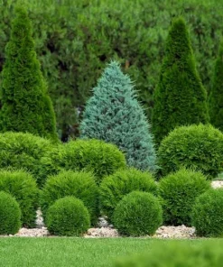 Dwarf Arborvitae Live Plant - Globe Evergreen Shrub, 1 Quart Pot, 6