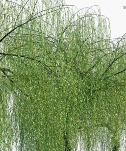 Dwarf Australian Weeping Willow Bonsai Tree Seeds - 5 Count Salix Tristis - Image 2