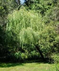 Dwarf Australian Weeping Willow Bonsai Tree Seeds - 5 Count Salix Tristis - Image 3
