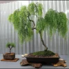 Dwarf Australian Weeping Willow Bonsai Tree Seeds - 5 Count Salix Tristis - Image 1