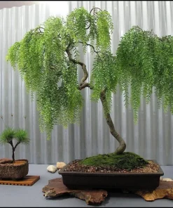 Dwarf Australian Weeping Willow Bonsai Tree Seeds - 5 Count Salix Tristis - Image 1