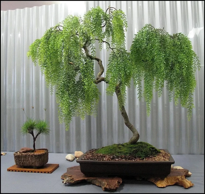 Dwarf Australian Weeping Willow Bonsai Tree Seeds - 5 Count Salix Tristis - Image 1