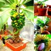 Dwarf Banana Bonsai Seeds - Rare Edible Type Banana Tree Seeds - Image 1