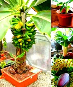 Dwarf Banana Bonsai Seeds - Rare Edible Type Banana Tree Seeds - Image 1