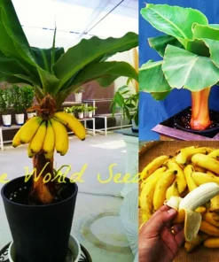 Dwarf Banana Bonsai Seeds - Rare Edible Type Banana Tree Seeds - Image 2