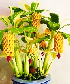 Dwarf Banana Bonsai Seeds - Rare Edible Type Banana Tree Seeds - Image 6