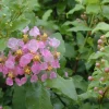 Dwarf Barbados Cherry Live Plant - Malpighia punicifolia Tropical Fruit Shrub, 1 Gallon Pot - Image 1