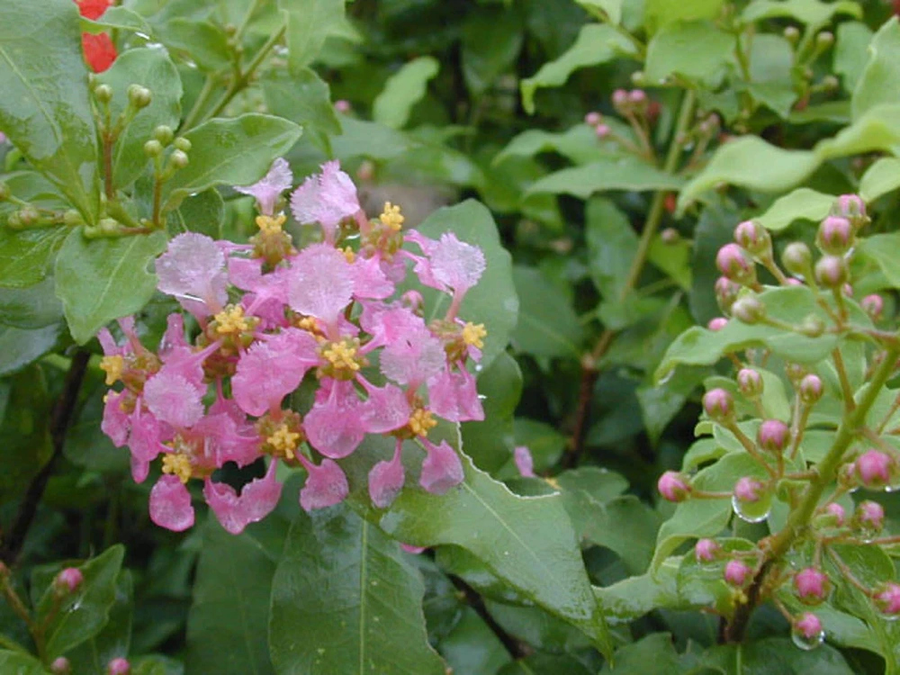 Dwarf Barbados Cherry Live Plant - Malpighia punicifolia Tropical Fruit Shrub, 1 Gallon Pot - Image 1