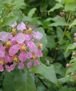 Dwarf Barbados Cherry Live Plant - Malpighia punicifolia Tropical Fruit Shrub, 1 Gallon Pot - Image 2