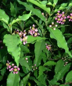 Dwarf Barbados Cherry Live Plant - Malpighia punicifolia Tropical Fruit Shrub, 1 Gallon Pot - Image 3
