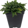 Dwarf Betony Stachys Minima Live Plant - 2.5" Pot - Pink/Purple Flowers - Image 1