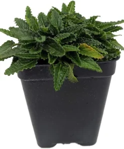 Dwarf Betony Stachys Minima Live Plant - 2.5
