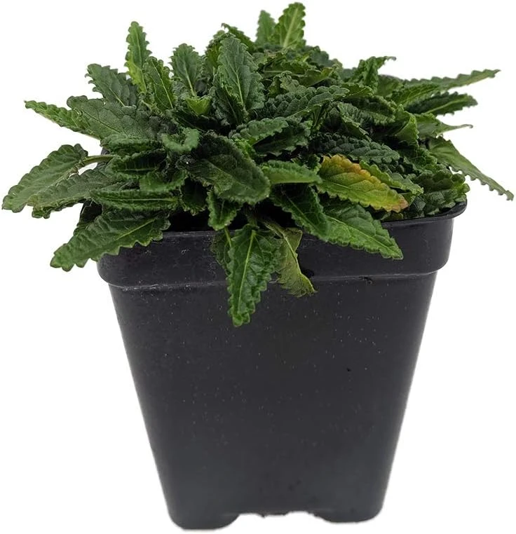 Dwarf Betony Stachys Minima Live Plant - 2.5" Pot - Pink/Purple Flowers - Image 1